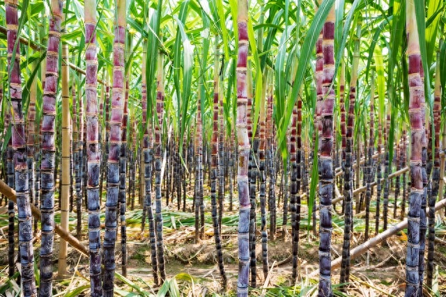 甘蔗虽美，四类人请慎食：南方常见水果的营养与食用宜忌