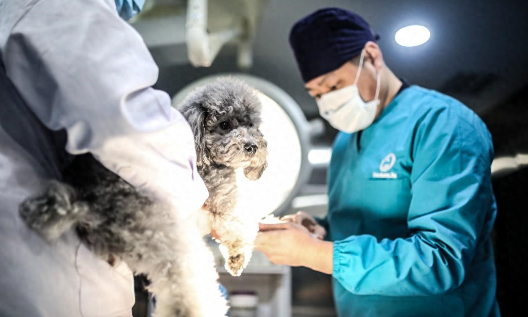 财富换来的病痛：探究宠物医疗背后的现实问题。