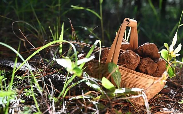 松露之谜：中国猪拱菌的背后故事