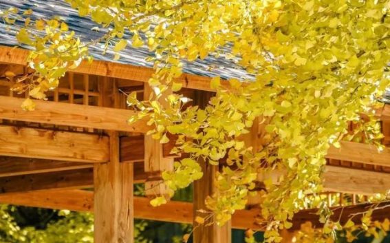 腾冲之秋：慢生活的黄金时光