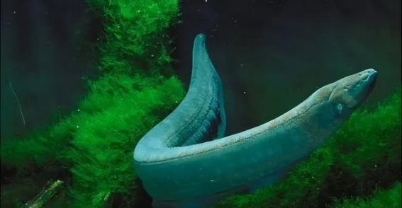 追寻古代电鳗与喷火生物的奥秘