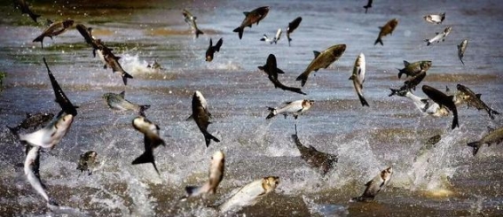 南水北调中线生态探秘：禁渔八年，干渠“巨鱼”潜伏之谜