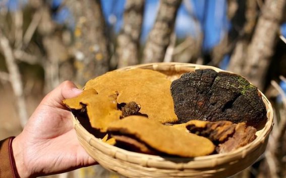 桑黄：生长在树上的珍贵“黄金”