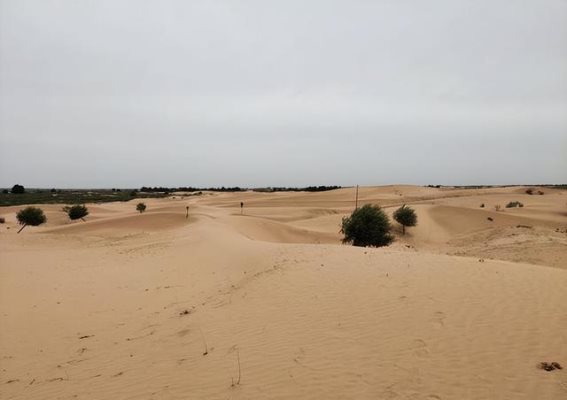 生态平衡：探讨森林覆盖对地球生命的影响