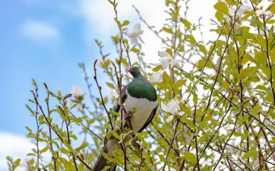 奇葩行为背后的自然奇观——新西兰木鸽的“醉生梦死”