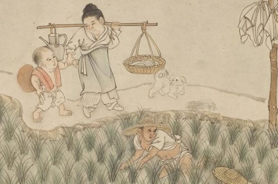 农业背后的密码：中美高粱之谜