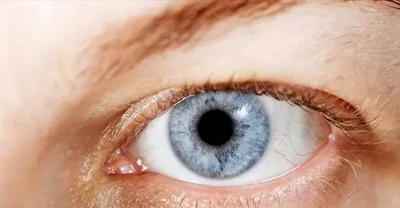 探秘人眼之奇——视觉的奥秘与演化
