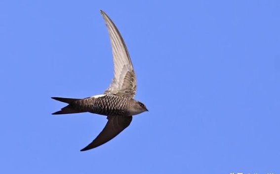 天空之舞：雨燕的飞行生活与繁衍奇迹