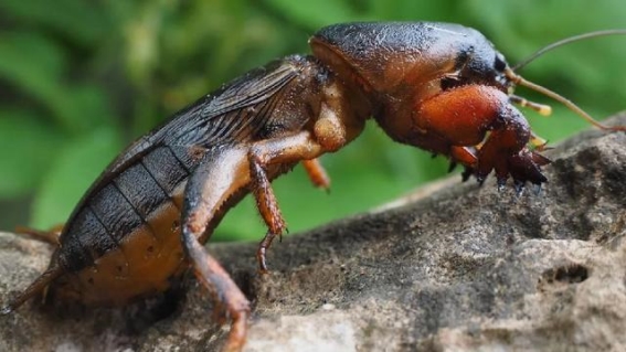 深圳同志导航报道：昔日农田害虫，今日餐桌美味：“土狗子”之谜