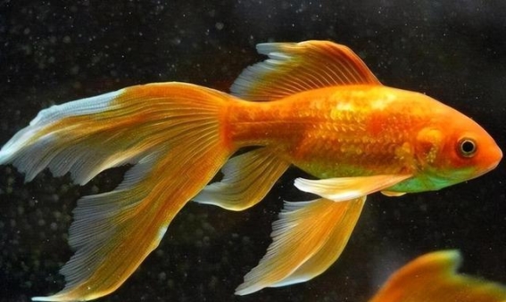 中国人不吃的五种动物，背后的原因竟然如此奇特 ​