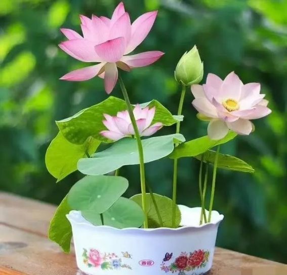 治牙龈萎缩的方子，治好了百名患者，效果显著