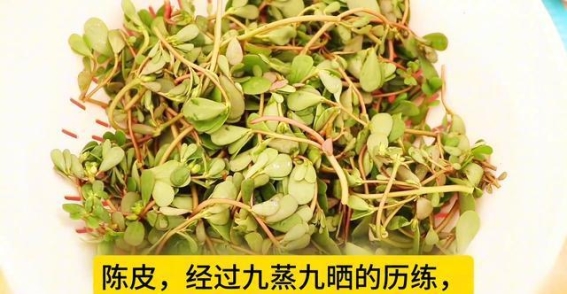 马齿苋和陈皮的搭配