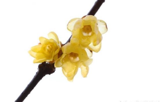 海绵体弱不振？中医有办法恢复健康