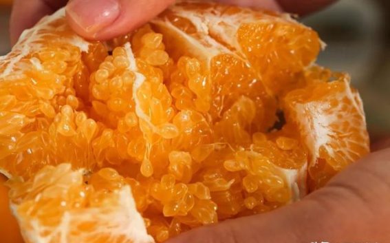 柑橘水果的真相：砂糖橘和耙耙柑能不能吃？
