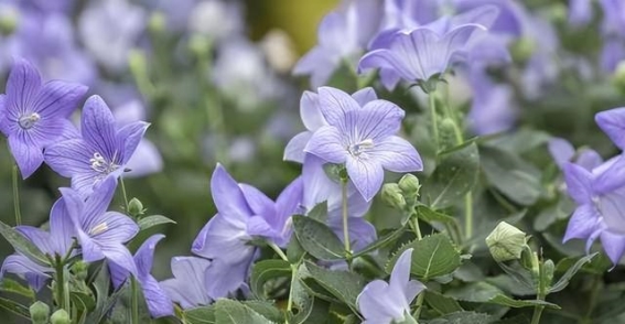 血管最怕堵，活血化瘀的通血方法