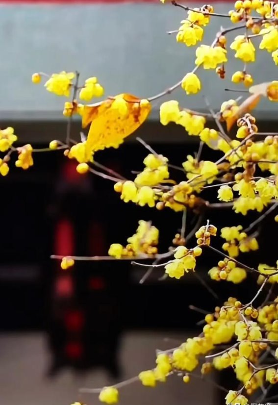 冬天老人为什么容易去世？