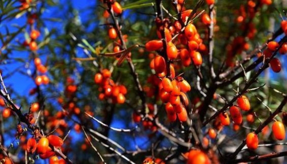 肝不好怎么调理，养肝护肝吃什么最好，你不可忽视的诀窍