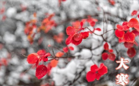 大寒节气的三冬食补，守护健康过春