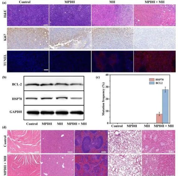 磁热-CRISPR基因编辑协同疗法：为肿瘤精准治疗提供全新突破