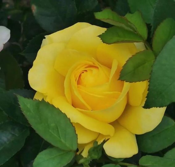 复兴公园月季园：市中心的浪漫秘境