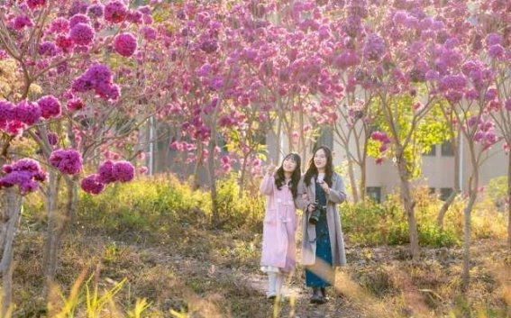 大寒至此，冬尽春归