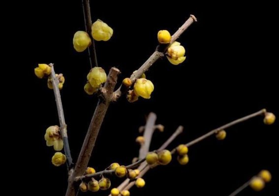 腊梅迎春，趵突泉公园的温暖序曲