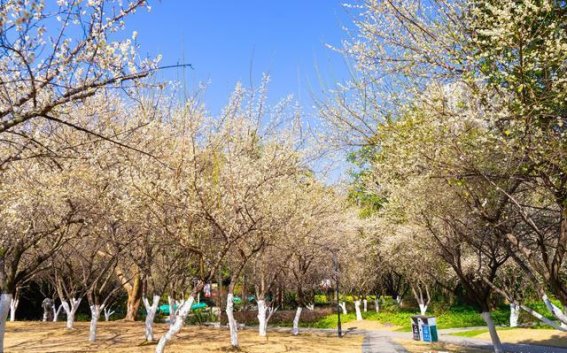 福州金山公园梅花盛开，冬日里的浪漫之约
