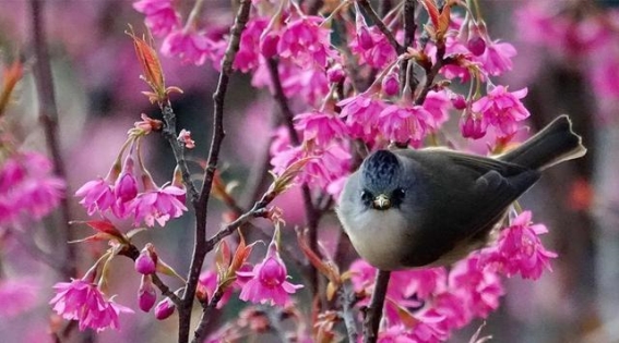 重庆南山冬樱花盛开，春意盎然