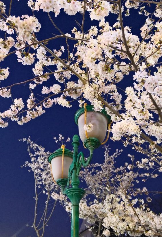 泗洪春日野趣，六大打卡地等你探索