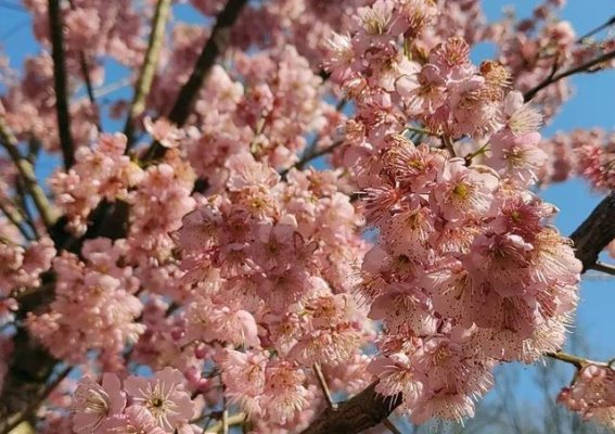 富源古敢樱花谷：每年一度的春日浪漫盛典