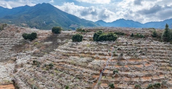 四堡镇：李花映春光，雕版古镇文化韵