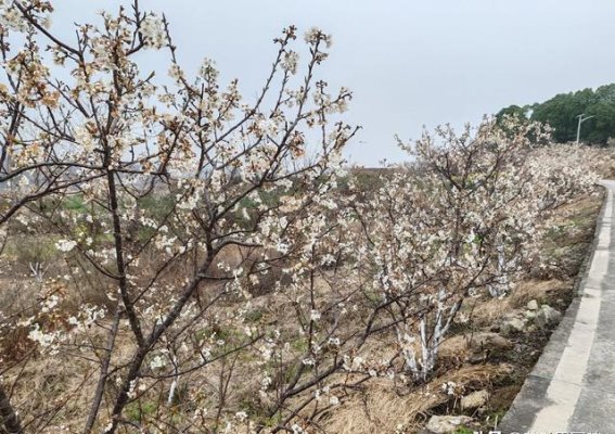 威远镇西镇的周末闲游