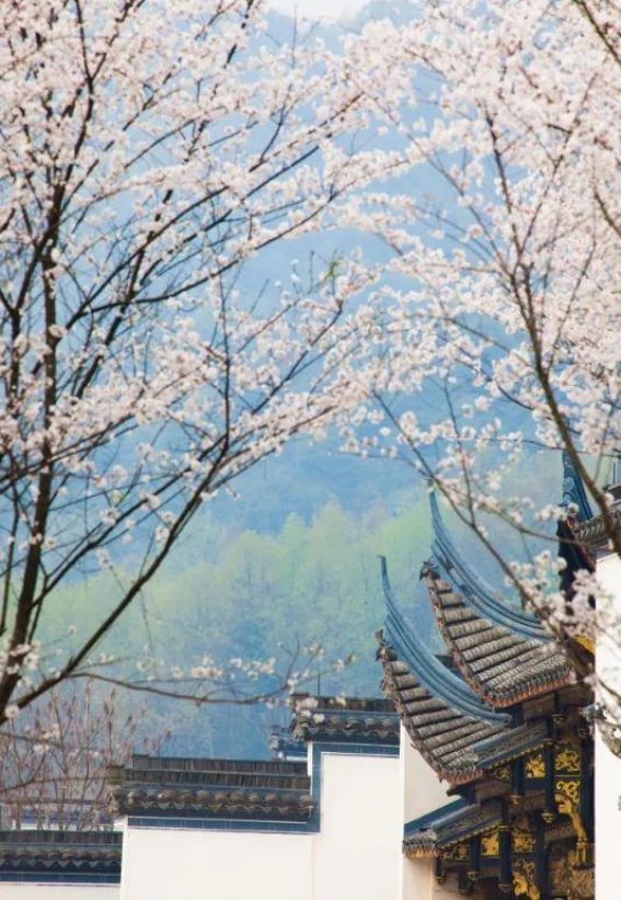 春天的印象与城市的呼吸