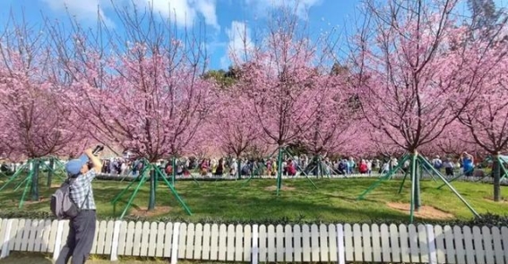 春日樱花美景，如何避免“无人机误区”引发的麻烦