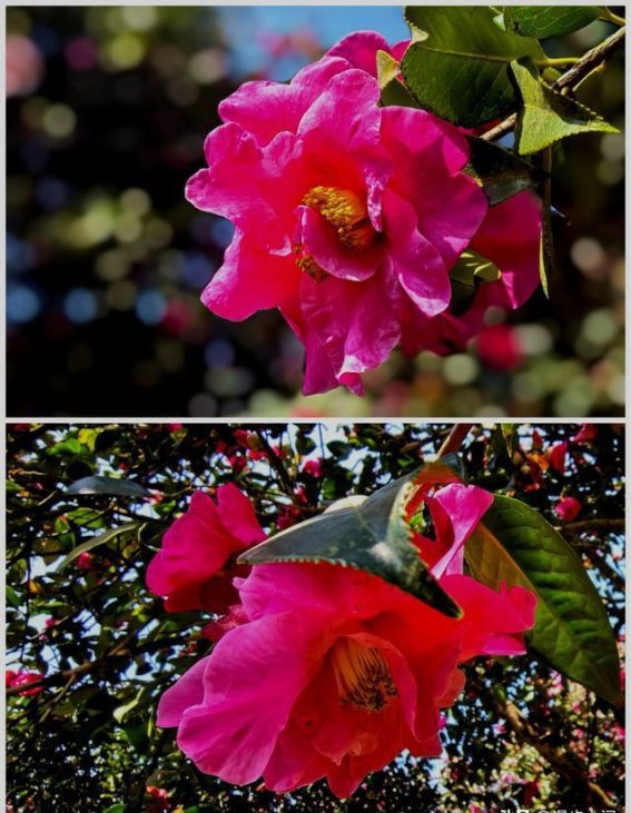 春意盎然，茶花绽放——腾冲来凤山茶花基地的春日赏花之旅