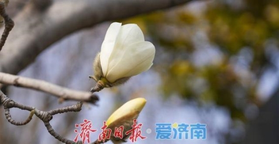 济南街头，玉兰花悄然绽放