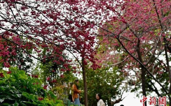 福州乌山：春风拂面，花海如诗