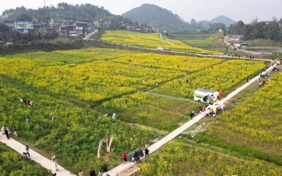 春日里的一场金色盛宴——重庆油菜花田的春光之约
