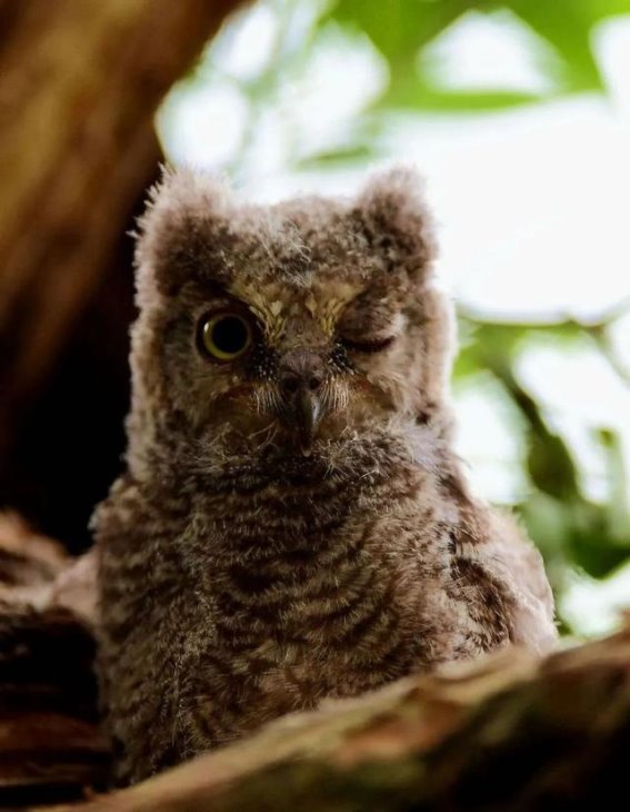 赤山湖的神秘猫头鹰——斑头鸺鹠的到来与其他夜行猛禽的故事