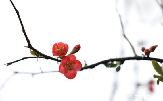 剑河春日：花开满地，春光如诗如画