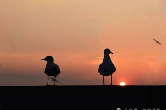 摄影的多元魅力与创作自由