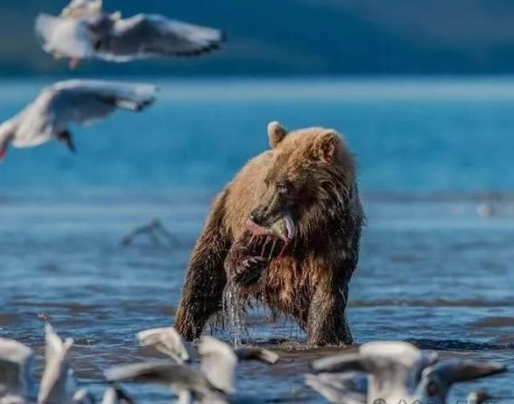 堪察加的极限探险，等你来挑战