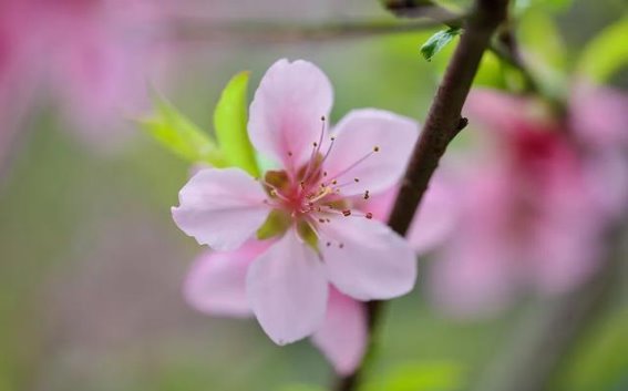 塬梁杏花，春风赋予我的记忆