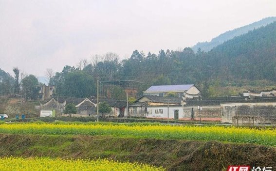 与春风共舞，踏进金黄的花海