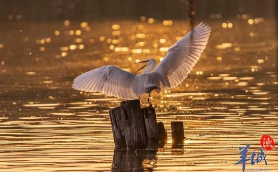 春风再起，岭南古郡的新生