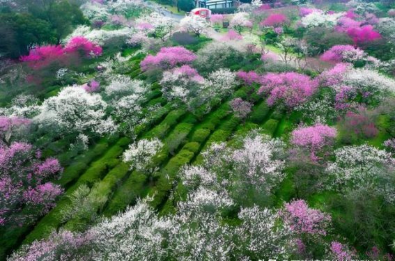 四个春日赏花胜地，轻松出行，无需复杂攻略