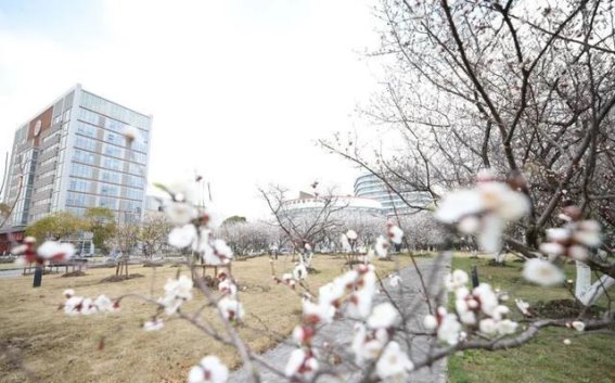 杏花如约而至，春日踏青好时光