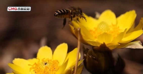 林海雪莲：通化春天的温暖契约