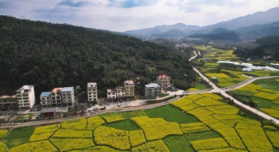 贵州从江：春日油菜花田与乡村振兴的和谐交响