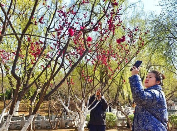 泉城碧桃园：春风拂过，花海如梦